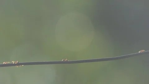 Black Ant Walking on Steel wire.4K Stock Footage 123361817