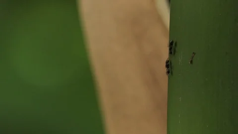 Black ant walking through the bamboo.4k Stock Footage 92411596