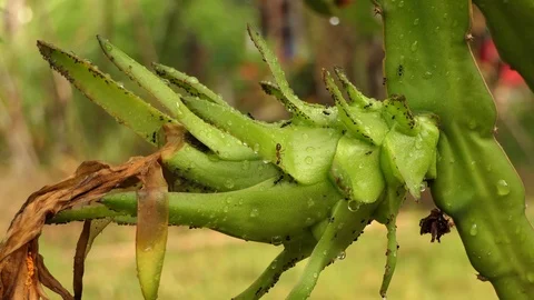 Black ant walking through the Dragon fruit look for food.4k Stock Footage 92411725