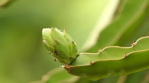 Black ant walking through the Dragon fruit look for food.4k Video stock 92411772