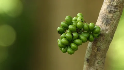 Black ant walking through the herb yanang tree look for food.4k Stock Footage 92411904
