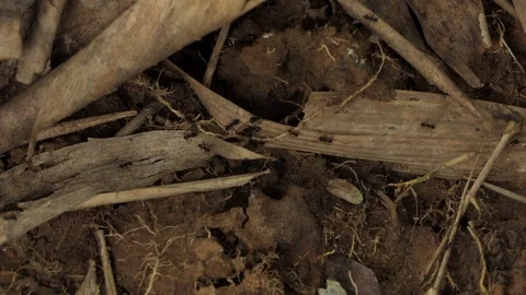 Black ant walking through the soil and leaves.4k Stock Footage 92411550