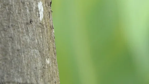 Black ant walking through the tree. 스톡 동영상 104842796