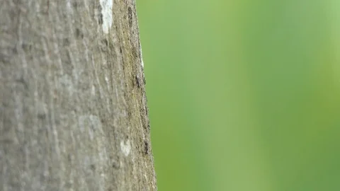 Black ant walking through the tree. Stock Footage 104842818