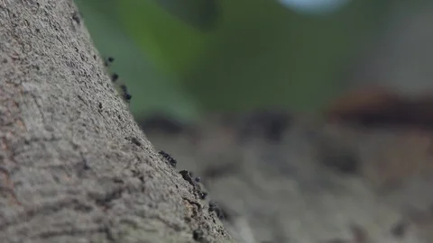 Black ant walking through the tree. 스톡 동영상 104842833