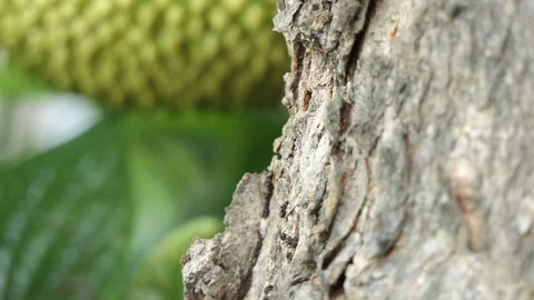 Black ant walking through the tree. 스톡 동영상 104842852