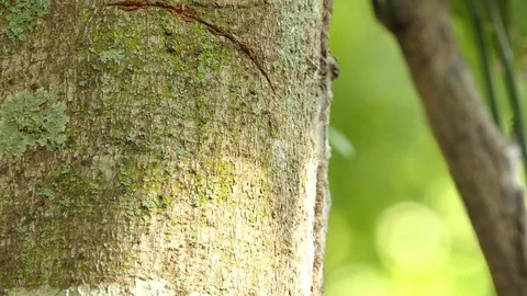 Black ant walking through the tree.4k Video stock 92411969