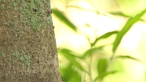 Black ant walking through the tree.4k Stock Footage 92411993