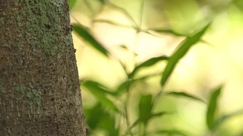 Black ant walking through the tree.4k Video stock 92412002