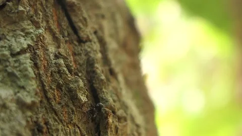 Black ant walking through the tree.4k Stock-Footage 136280762