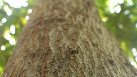 Black ant walking through the tree.4k Stock-Footage 136280973
