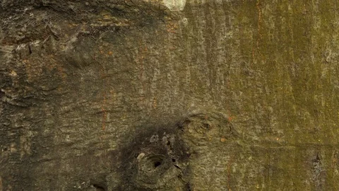 Black Ant Walking Through.4K Stock Footage 94520382