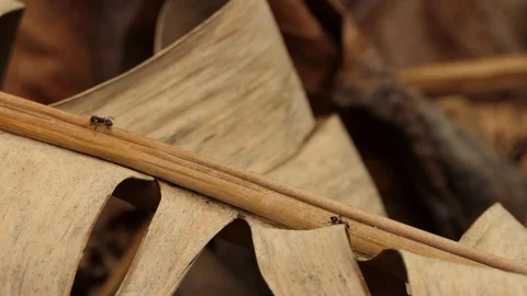 Black Ant Walking Through.4K 스톡 동영상 94520441