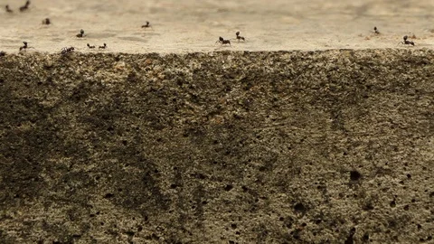 Black Ant Walking Through.4K 스톡 동영상 94520511