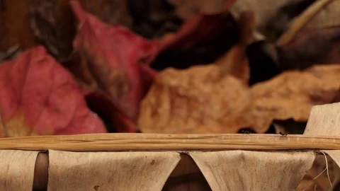 Black Ant Walking Through.4K 스톡 동영상 94520576