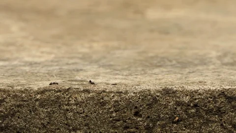 Black Ant Walking Through.4K 스톡 동영상 94520631