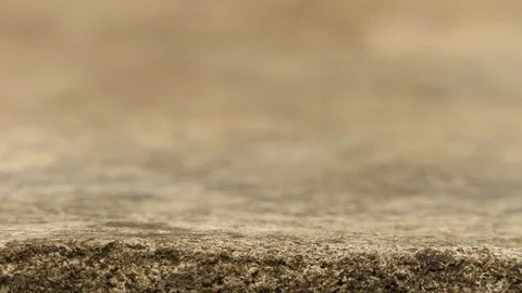 Black Ant Walking Through.4K 스톡 동영상 94520779