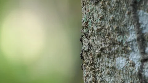 Black ant walking tree.4K Stock-Footage 101692054