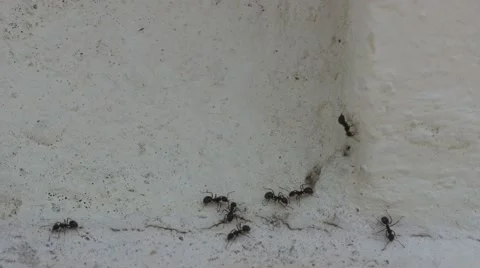Black ant walking on a wall Stock Footage 60576853