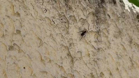 Black ant walking in a wall Stock Footage 289846150