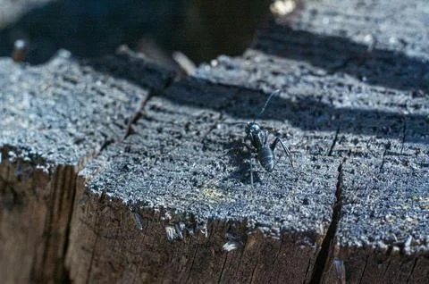 Black Ant Walking on Weathered Tree Stump Stock Photos