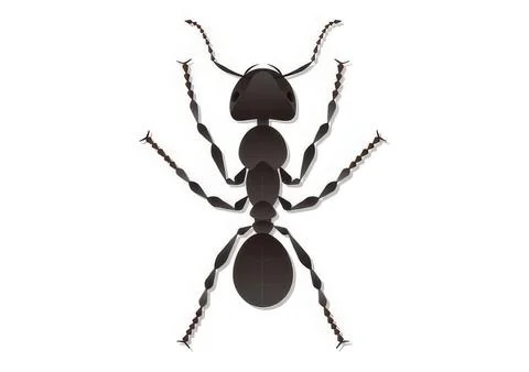 Black ant walking on white background Stock Illustration