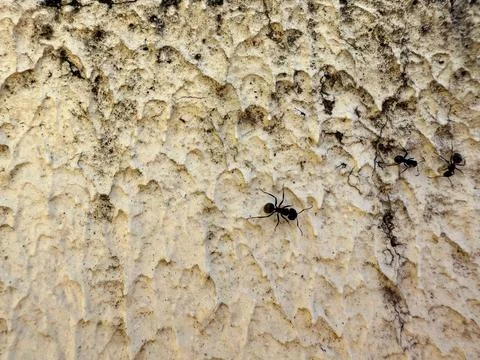 Black ant on the wall Stock Photos