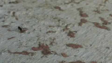 A black ant wanders across white and orange painted wood Stock Footage 242342452