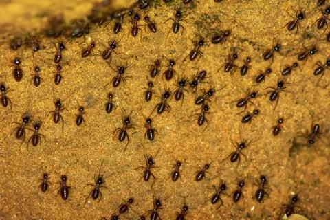 Black ant ware migratory Foto stock