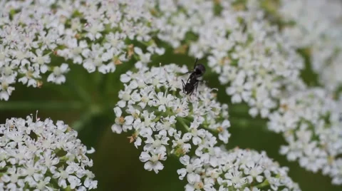 Black ant on white flower Stock Footage 53860813
