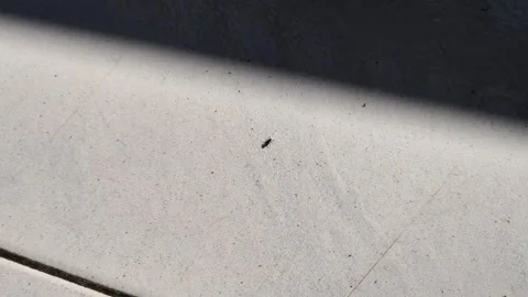 Black ant on white, sunlight and shadow Stock Footage 345742554