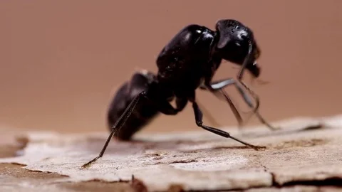 Black ant on wood Stock Footage 70429732