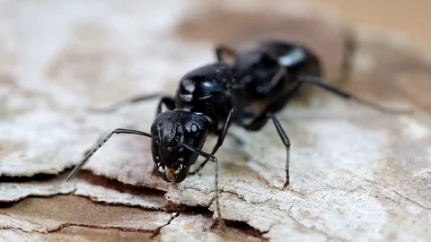 Black ant on wood Stock Footage 70429768