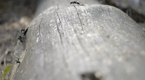 Black ants actively move Stock Footage 63031617
