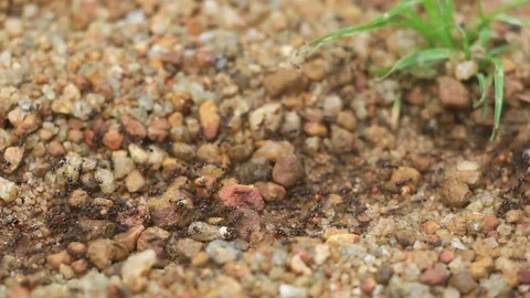 Black Ants Activity Stock Footage 77493275