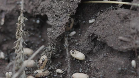 Black Ants in an anthill moving eggs. Macro slow motion.Type 2 Stock Footage 244698768