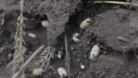 Black Ants in an anthill moving eggs. Macro slow motion.Type 3 Stock Footage 244793940