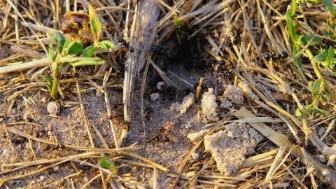 Black ants. Ants close-up. Ant colony. Ants teamwork Stock Footage 212433568