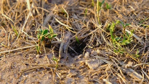 Black ants. Ants close-up. Ant colony. Ants teamwork Video stock 214500118