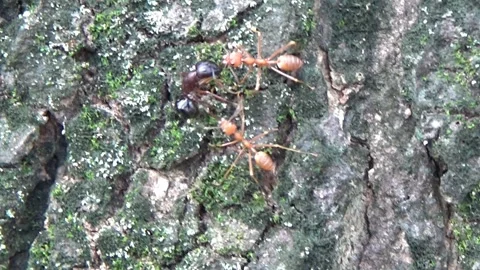 Black ants are being attacked by red ants on a tree in the green forest Video stock 301418072