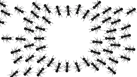 Black ants are creating an oval shape on a white and green background Stock Footage 308151283