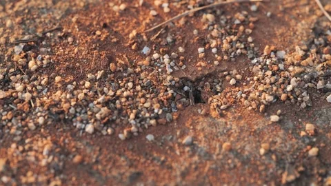 Black ants are creeping, walking out of the nest. Stock Footage 247367489