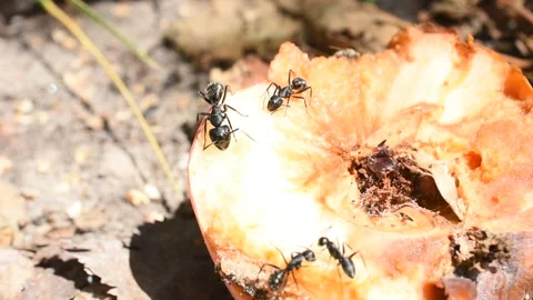 Black ants are eating a fallen apple. Stock Footage 342554316