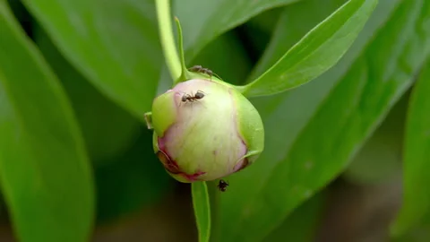 Black ants are running on an unopened flower. Shooting by a large fawn, the Stock Footage 155024845