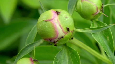 Black ants are running on an unopened flower. Shooting by a large fawn, the Video stock 155025010
