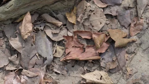 The black ants are scattering Stock Footage 304063220
