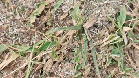 Black ants are storing the grass seeds in front of their burrow. Stock Footage 339990455