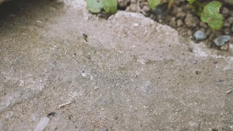 Black ants are walking on the ground Stock Footage 117329510