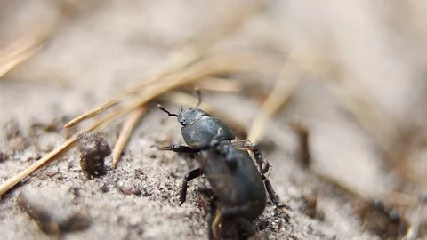 Black ants attack Lucanus cervus female (stag beetle species). Europe, Ukraine Stock Footage 113192953