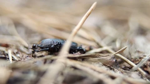 Black ants attack Lucanus cervus female (stag beetle species), Europe, Ukraine Stock Footage 113193113